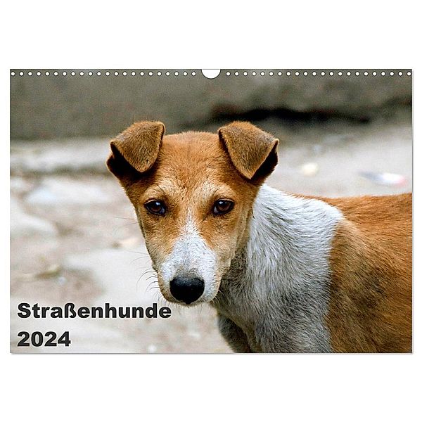 Straßenhunde (Wandkalender 2024 DIN A3 quer), CALVENDO Monatskalender, Antje Bakker