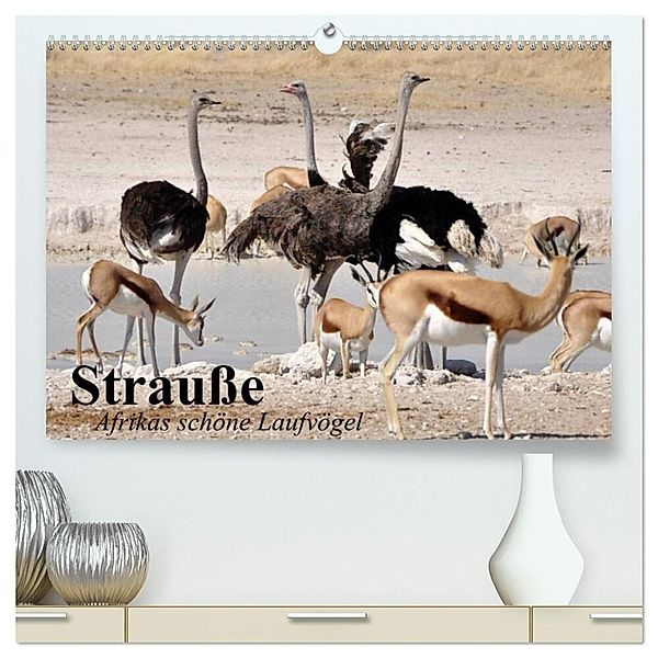 Strauße. Afrikas schöne Laufvögel (hochwertiger Premium Wandkalender 2024 DIN A2 quer), Kunstdruck in Hochglanz, Elisabeth Stanzer