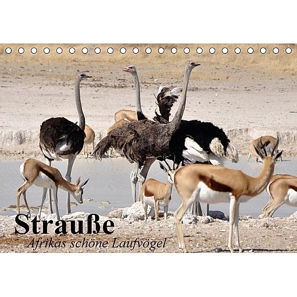 Strauße. Afrikas schöne Laufvögel (Tischkalender 2017 DIN A5 quer), Elisabeth Stanzer