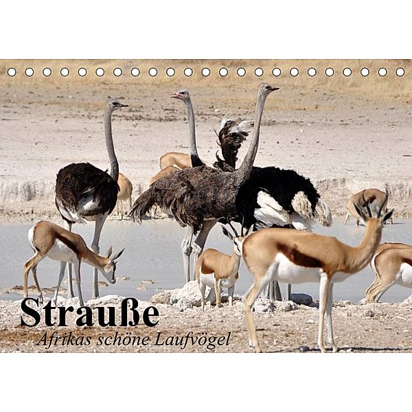 Strauße. Afrikas schöne Laufvögel (Tischkalender 2023 DIN A5 quer), Elisabeth Stanzer