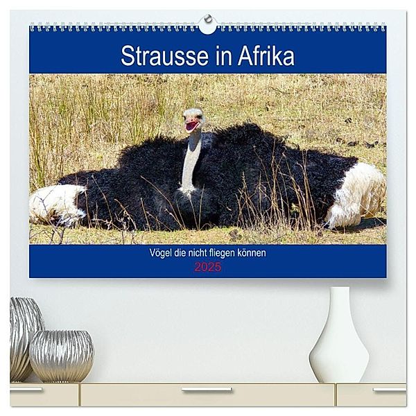 Strausse in Afrika (hochwertiger Premium Wandkalender 2025 DIN A2 quer), Kunstdruck in Hochglanz, Calvendo, Barbara Fraatz