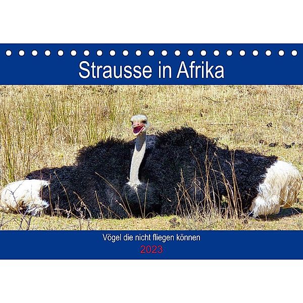 Strausse in Afrika (Tischkalender 2023 DIN A5 quer), Barbara Fraatz