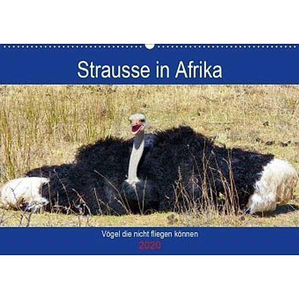 Strausse in Afrika (Wandkalender 2020 DIN A2 quer), Barbara Fraatz
