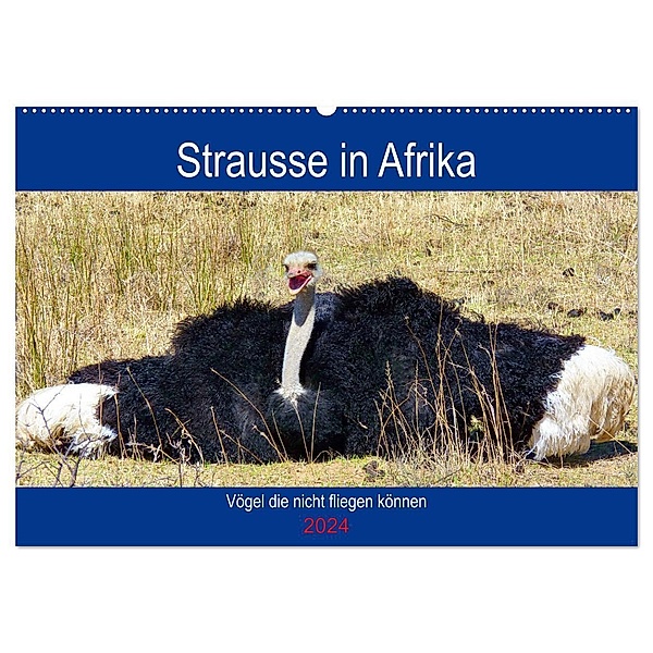 Strausse in Afrika (Wandkalender 2024 DIN A2 quer), CALVENDO Monatskalender, Barbara Fraatz