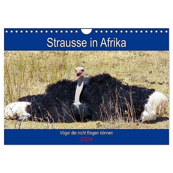 Strausse in Afrika (Wandkalender 2024 DIN A4 quer), CALVENDO Monatskalender, Barbara Fraatz