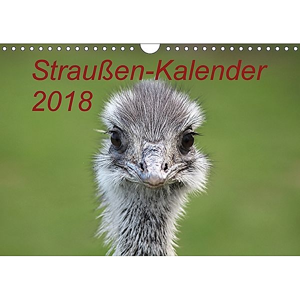 Straußen-Kalender 2018 (Wandkalender 2018 DIN A4 quer), Bernd Witkowski