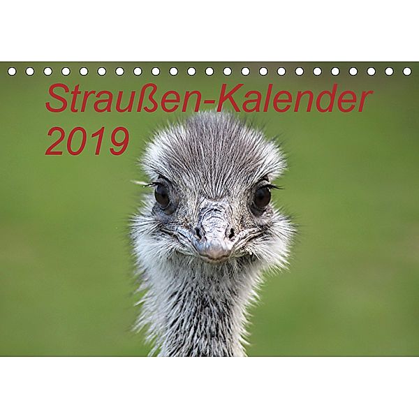 Straußen-Kalender 2019 (Tischkalender 2019 DIN A5 quer), Bernd Witkowski