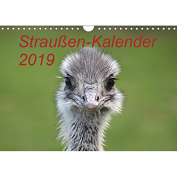 Straußen-Kalender 2019 (Wandkalender 2019 DIN A4 quer), Bernd Witkowski