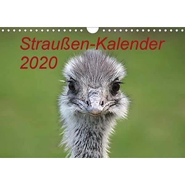 Straußen-Kalender 2020 (Wandkalender 2020 DIN A4 quer), Bernd Witkowski