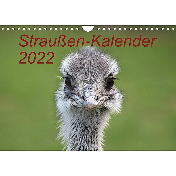 Straußen-Kalender 2022 (Wandkalender 2022 DIN A4 quer), Bernd Witkowski