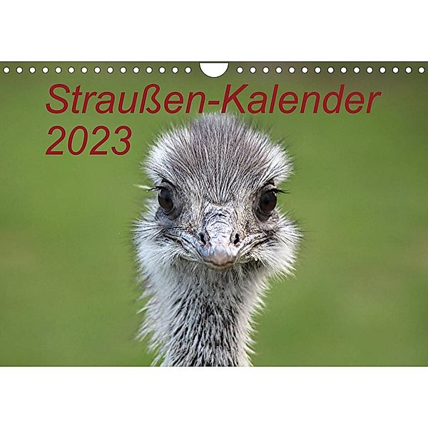 Straußen-Kalender 2023 (Wandkalender 2023 DIN A4 quer), Bernd Witkowski