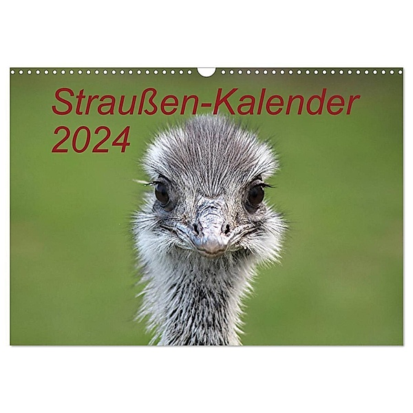 Straußen-Kalender 2024 (Wandkalender 2024 DIN A3 quer), CALVENDO Monatskalender, Bernd Witkowski
