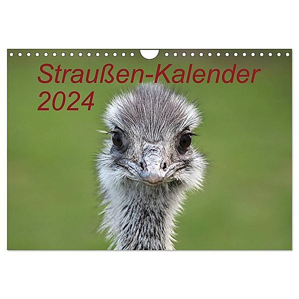 Straußen-Kalender 2024 (Wandkalender 2024 DIN A4 quer), CALVENDO Monatskalender, Bernd Witkowski