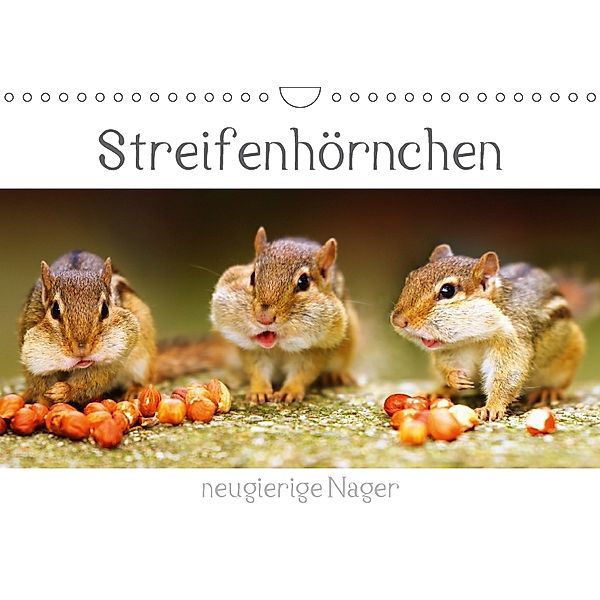 Streifenhörnchen - neugierige Nager (Wandkalender 2018 DIN A4 quer), Stefan Mosert