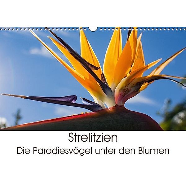 Strelitzien - die Paradiesvögel unter den Blumen (Wandkalender 2017 DIN A3 quer), Silvia Schröder