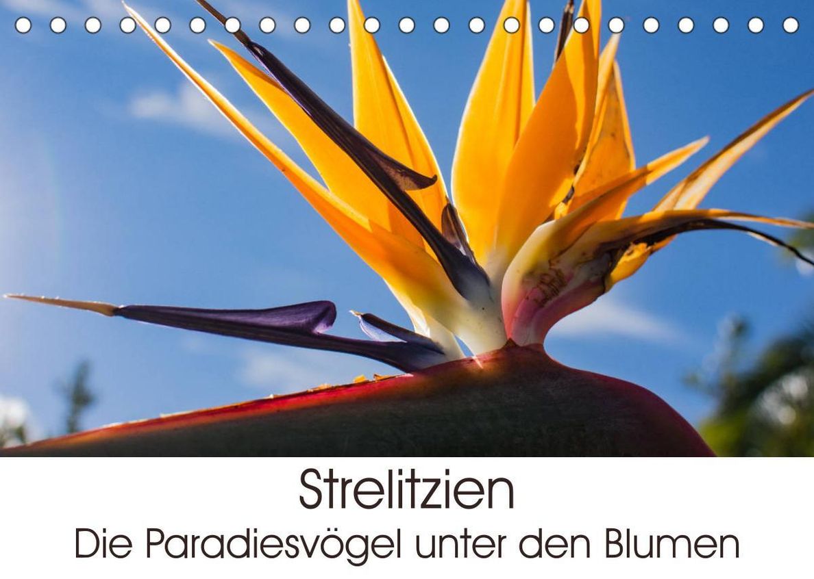 Strelitzien - die Paradiesvögel unter den Blumen Tischkalender 2023 DIN A5  quer - Kalender bestellen