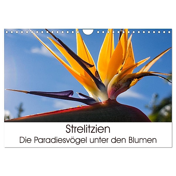 Strelitzien - die Paradiesvögel unter den Blumen (Wandkalender 2024 DIN A4 quer), CALVENDO Monatskalender, Silvia Schröder