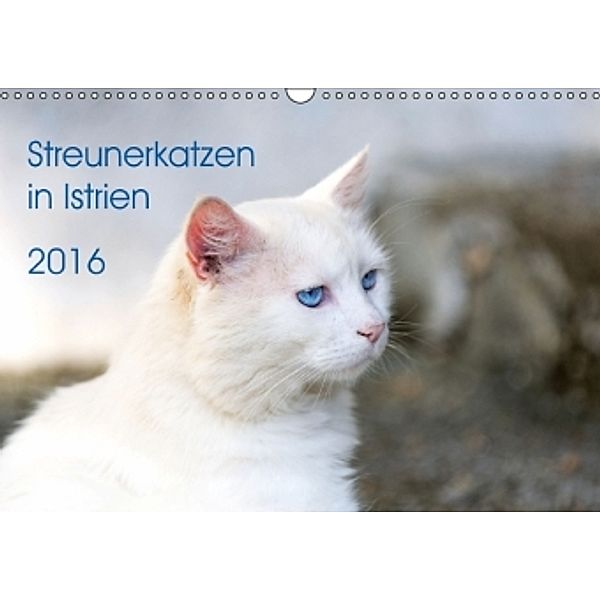 Streunerkatzen in Istrien (Wandkalender 2016 DIN A3 quer), Andreas Helfrich