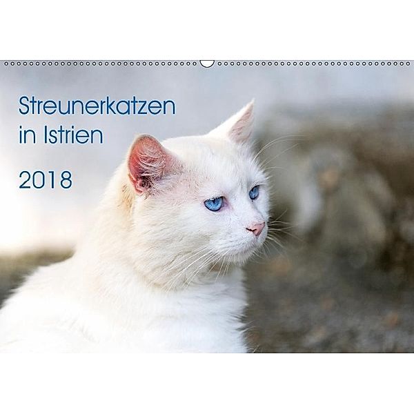 Streunerkatzen in Istrien (Wandkalender 2018 DIN A2 quer), Andreas Helfrich