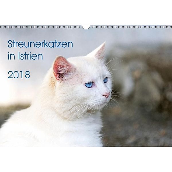 Streunerkatzen in Istrien (Wandkalender 2018 DIN A3 quer), Andreas Helfrich
