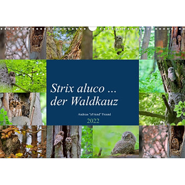 Strix aluco ... der Waldkauz (Wandkalender 2022 DIN A3 quer), Andreas Freund
