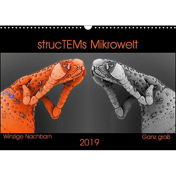 strucTEMs Mikrowelt - Winzige Nachbarn ganz groß (Wandkalender 2019 DIN A3 quer), strucTEM