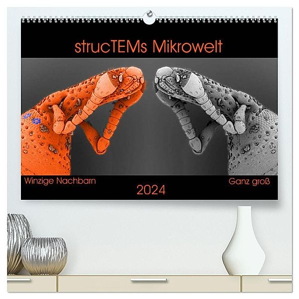 strucTEMs Mikrowelt - Winzige Nachbarn ganz groß (hochwertiger Premium Wandkalender 2024 DIN A2 quer), Kunstdruck in Hochglanz, strucTEM, Nathalie Braun