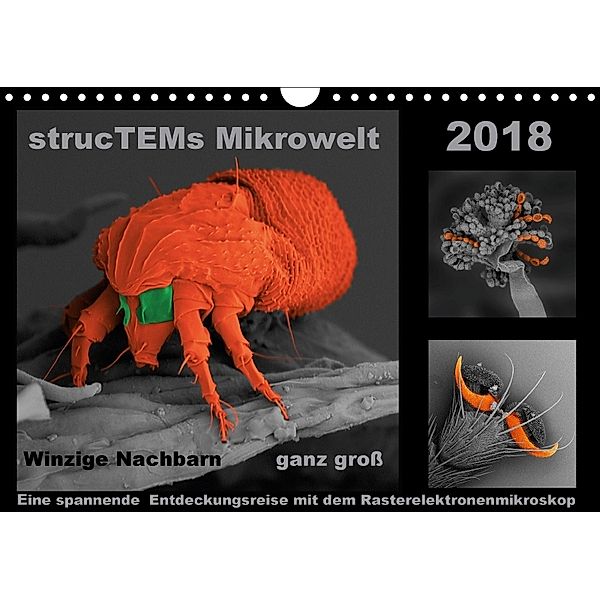 strucTEMs Mirkrowelt - Winzige Nachbarn ganz groß (Wandkalender 2018 DIN A4 quer), k. A. strucTEM