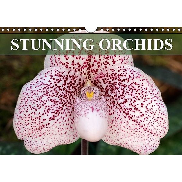 Stunning Orchids (Wall Calendar 2017 DIN A4 Landscape), Gisela Kruse