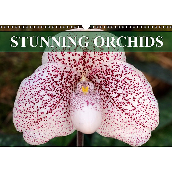 Stunning Orchids (Wall Calendar 2019 DIN A3 Landscape), Gisela Kruse