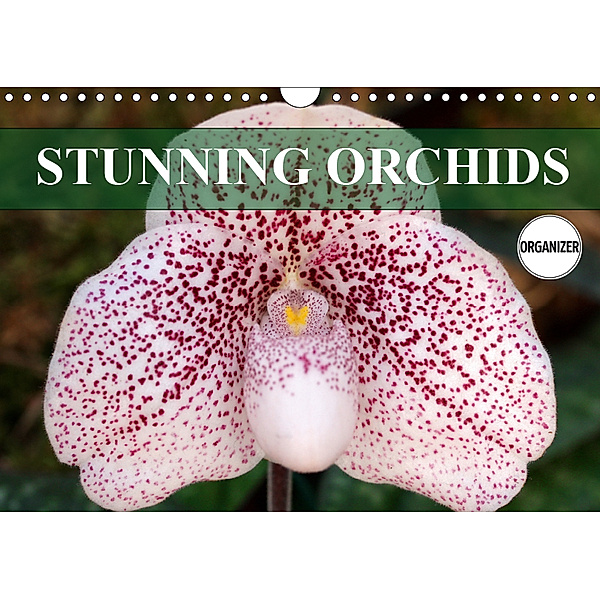 Stunning Orchids (Wall Calendar 2019 DIN A4 Landscape), Gisela Kruse