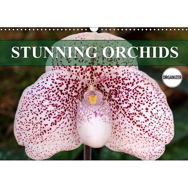 Stunning Orchids (Wall Calendar 2021 DIN A3 Landscape), Gisela Kruse