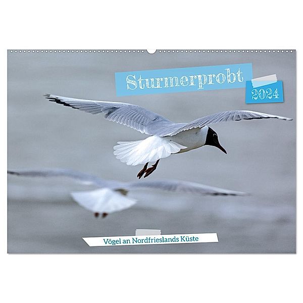 Sturmerprobt - Vögel an Nordfrieslands Küste (Wandkalender 2024 DIN A2 quer), CALVENDO Monatskalender, Gisela Braunleder