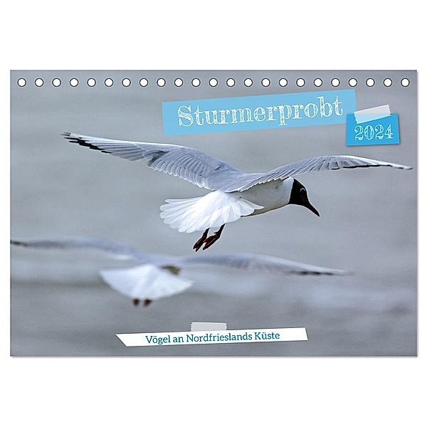 Sturmerprobt - Vögel an Nordfrieslands Küste (Tischkalender 2024 DIN A5 quer), CALVENDO Monatskalender, Gisela Braunleder