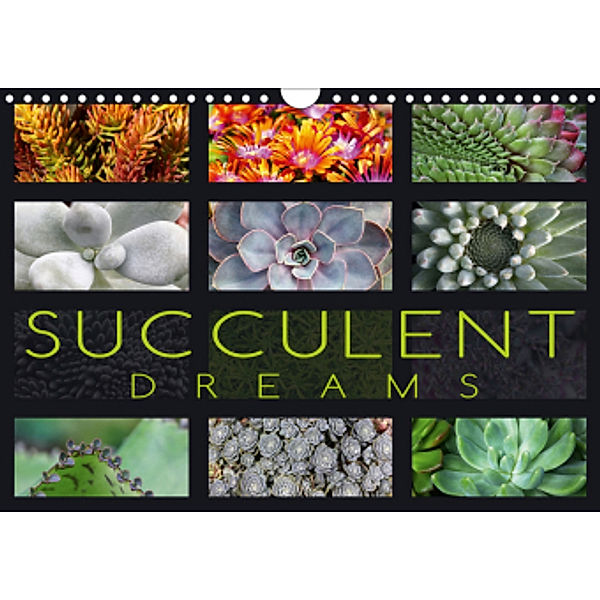 Succulent Dreams (Wall Calendar 2021 DIN A4 Landscape), Martina Cross