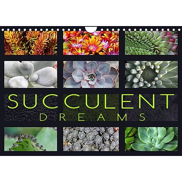 Succulent Dreams (Wall Calendar 2023 DIN A4 Landscape), Martina Cross