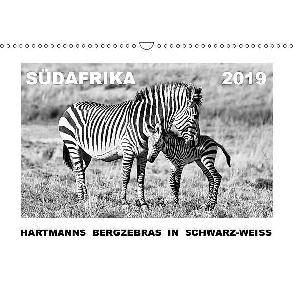 SÜDAFRIKA Hartmanns Bergzebras in schwarz-weiss (Wandkalender 2019 DIN A3 quer), Thula