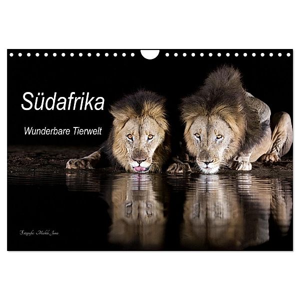 Südafrika wunderbare Tierwelt (Wandkalender 2024 DIN A4 quer), CALVENDO Monatskalender, Michèle Junio