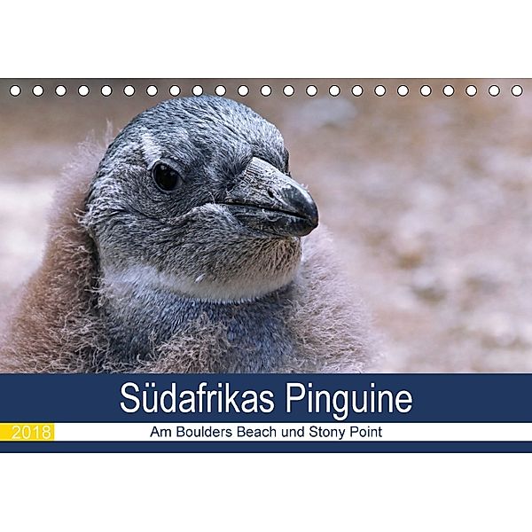 Südafrikas Pinguine 2018 (Tischkalender 2018 DIN A5 quer), Wibke Woyke