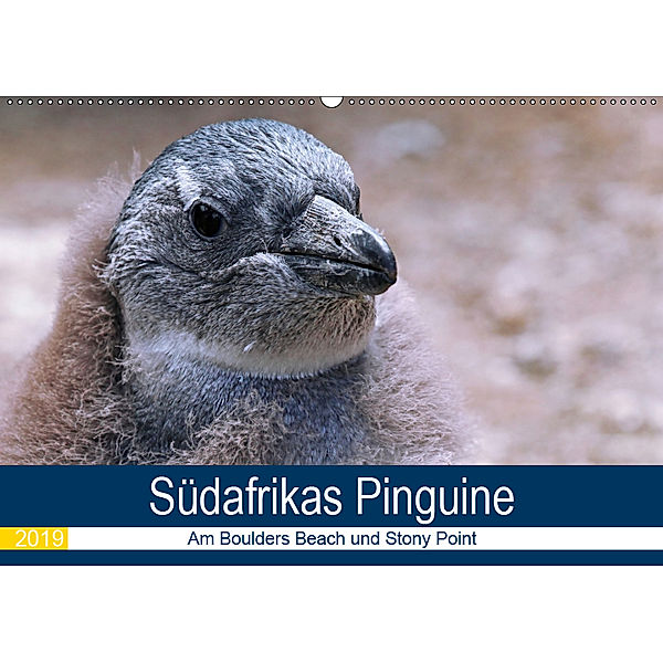 Südafrikas Pinguine 2019 (Wandkalender 2019 DIN A2 quer), Wibke Woyke