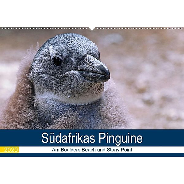 Südafrikas Pinguine 2020 (Wandkalender 2020 DIN A2 quer), Wibke Woyke