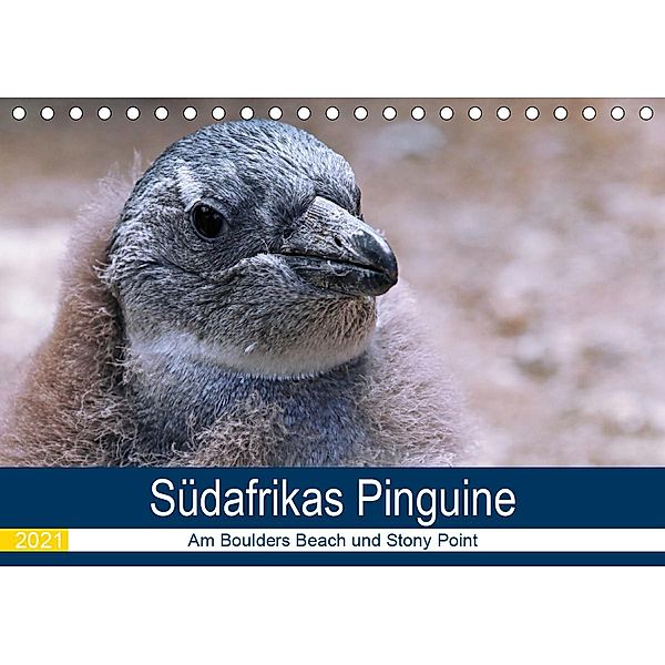 Südafrikas Pinguine 2021 (Tischkalender 2021 DIN A5 quer), Wibke Woyke