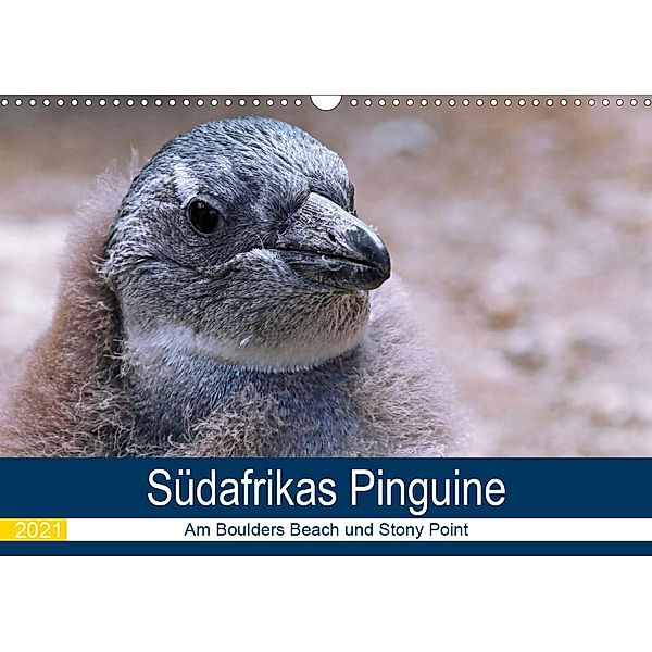 Südafrikas Pinguine 2021 (Wandkalender 2021 DIN A3 quer), Wibke Woyke