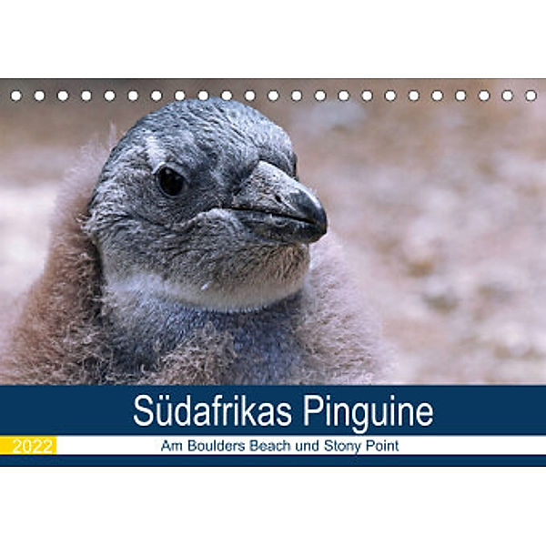 Südafrikas Pinguine 2022 (Tischkalender 2022 DIN A5 quer), Wibke Woyke