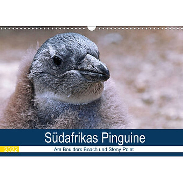 Südafrikas Pinguine 2022 (Wandkalender 2022 DIN A3 quer), Wibke Woyke