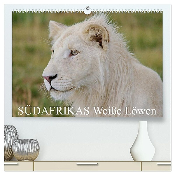 SÜDAFRIKAS Weiße Löwen (hochwertiger Premium Wandkalender 2024 DIN A2 quer), Kunstdruck in Hochglanz, Thula