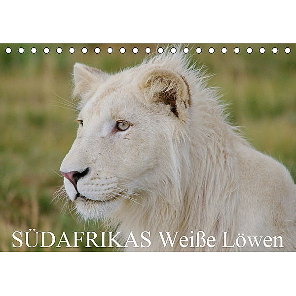 SÜDAFRIKAS Weiße Löwen (Tischkalender 2019 DIN A5 quer), Thula