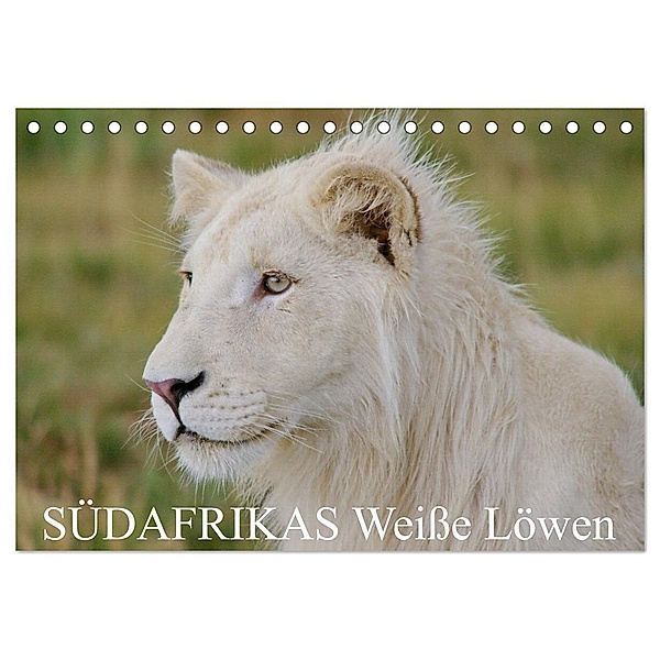 SÜDAFRIKAS Weiße Löwen (Tischkalender 2024 DIN A5 quer), CALVENDO Monatskalender, Thula