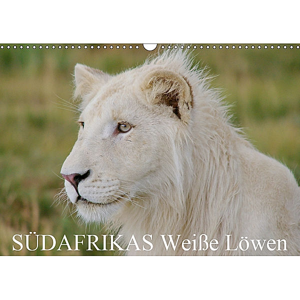 SÜDAFRIKAS Weiße Löwen (Wandkalender 2019 DIN A3 quer), Thula