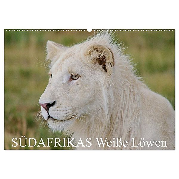 SÜDAFRIKAS Weiße Löwen (Wandkalender 2024 DIN A2 quer), CALVENDO Monatskalender, Thula